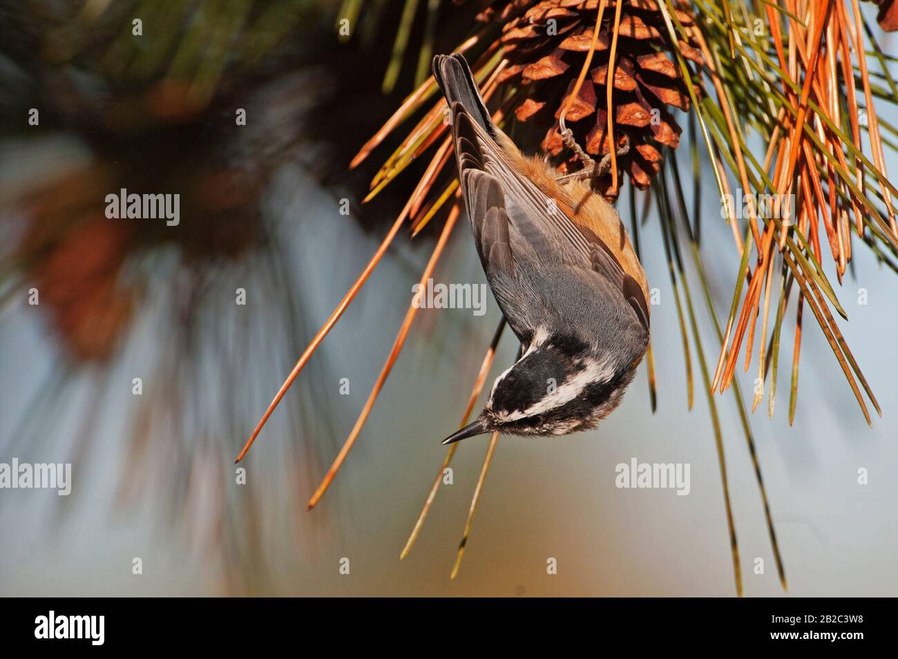 Il nuthatch rosso-breasted anteriore Foto Stock
