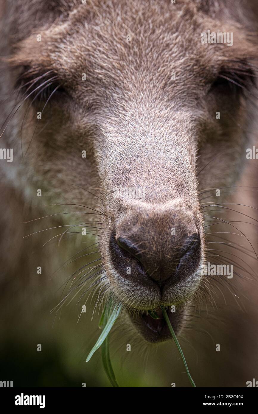 Primo piano ritratto di canguro nel Queensland Australia Foto Stock