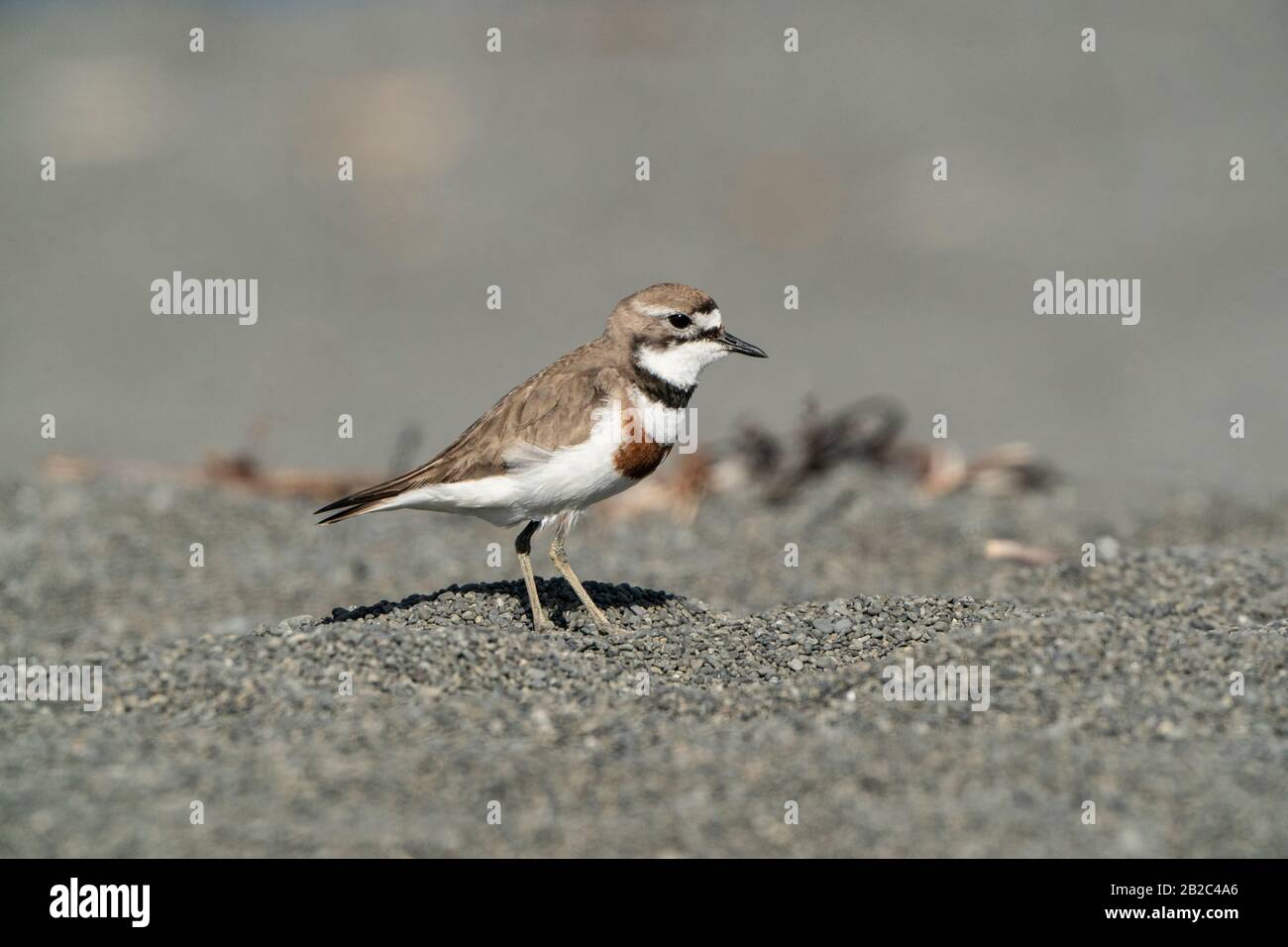 Plover doppio-banded, Charadrius bicinctus, adulto in piedi sulla spiaggia, Kaikoura, Nuova Zelanda Foto Stock