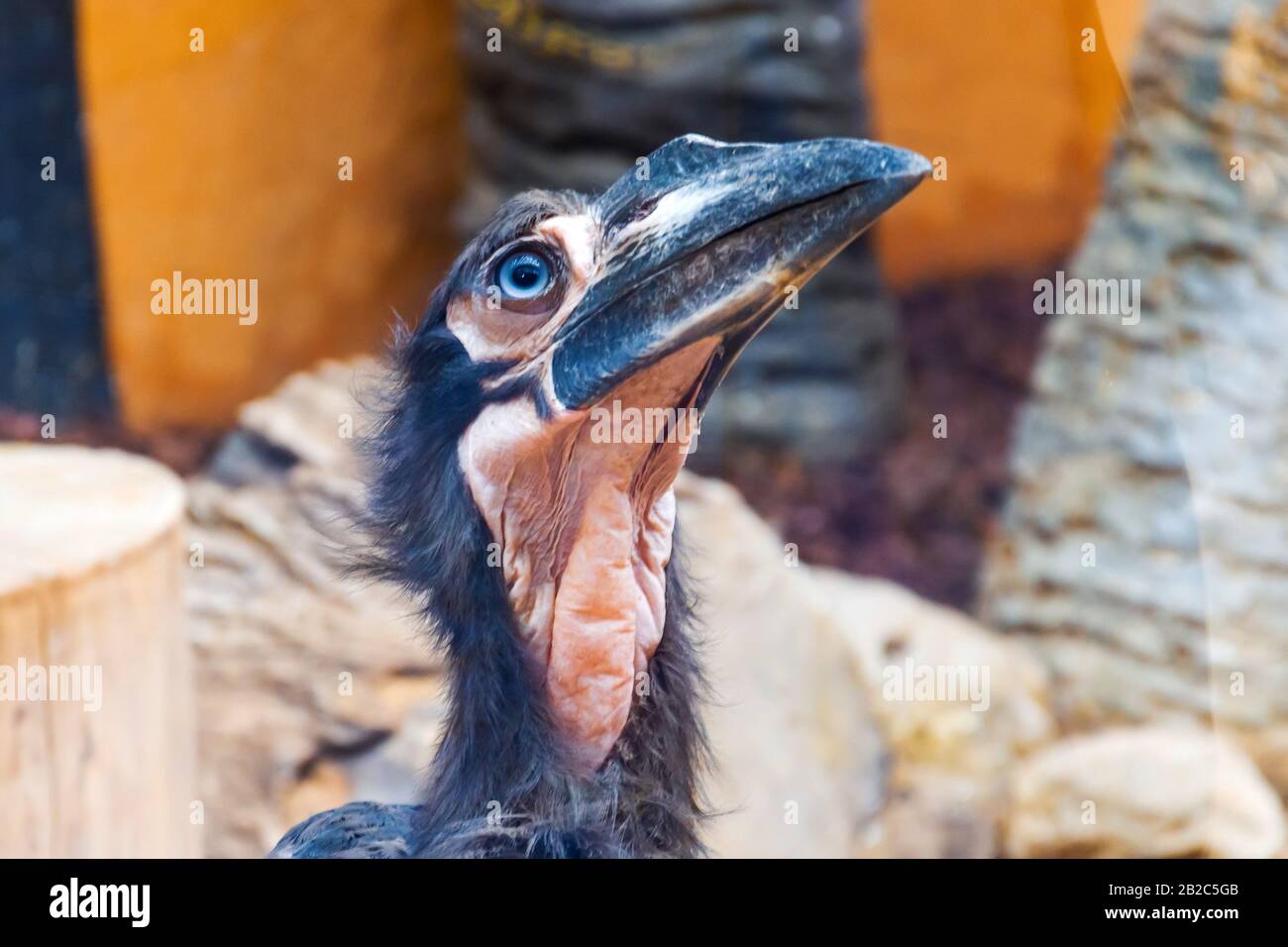 Kaffir corned corvo testa, vista ravvicinata Foto Stock Kaffir corned corvo testa, vista ravvicinata Foto Stock
