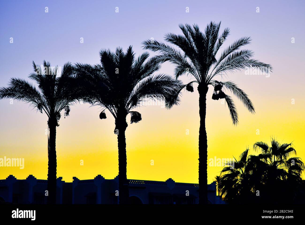 I contorni di palme contro un cielo luminoso sera. Foto Stock
