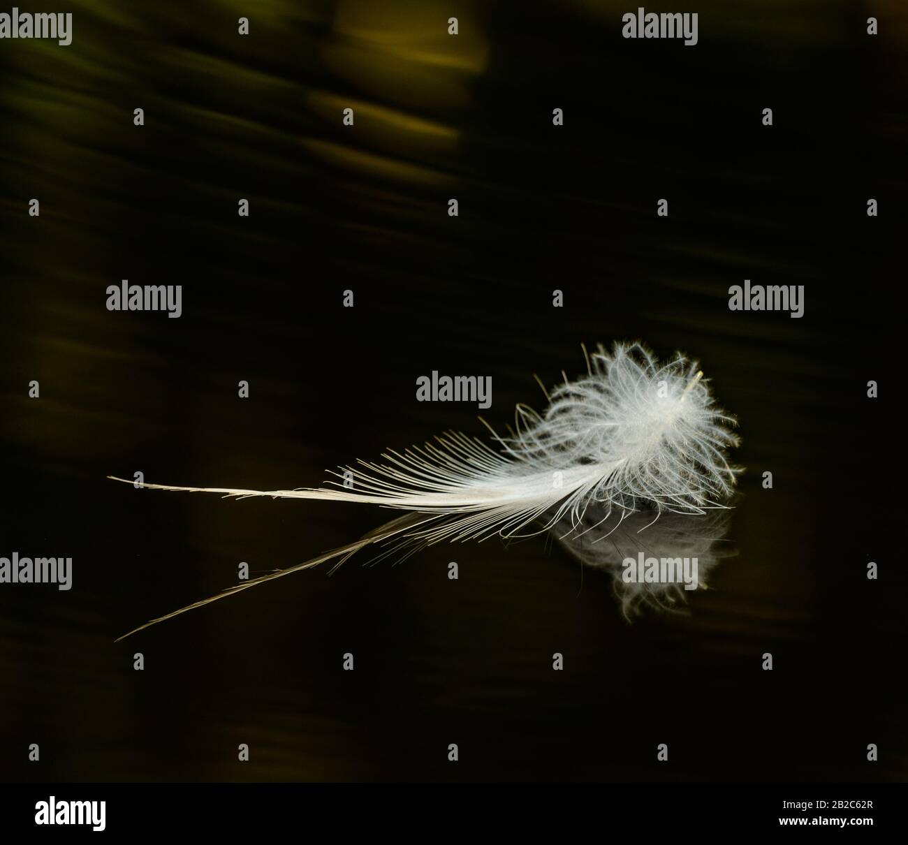 piuma bianca sulla superficie dell'acqua scura, dettaglio Foto Stock