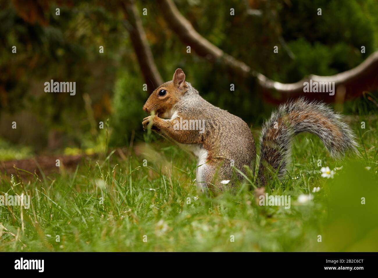 Uno scoiattolo nei giardini botanici della città di Dublino, Irlanda Foto Stock