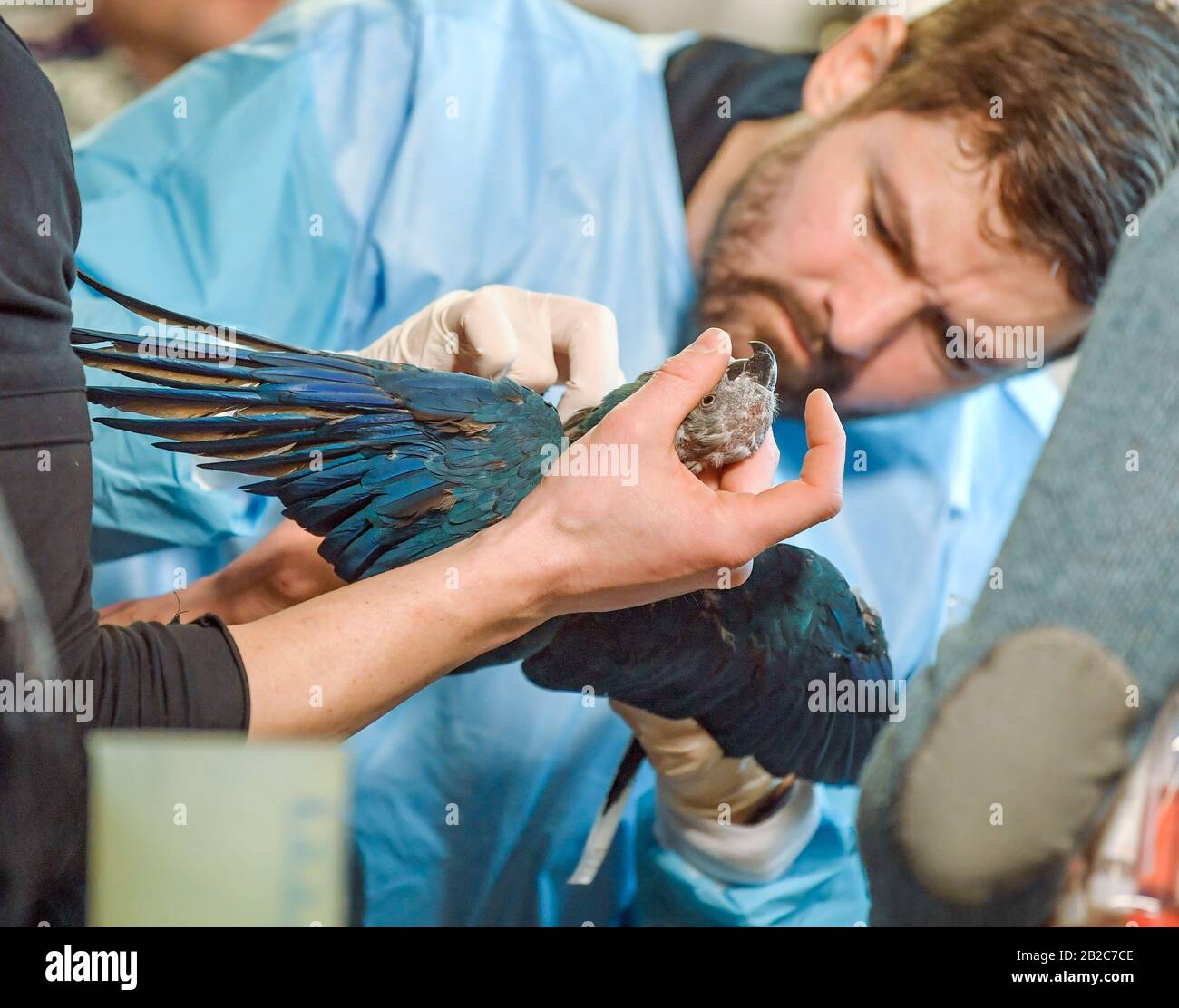 24 febbraio 2020, Brandenburg, Schöneiche: Francois le Grange, veterinario, che indaga su un Macaw di Spix (Cyanopsitta spixii) nell'Associazione dell'organizzazione per la protezione delle specie per la conservazione dei pappagalli Minacciati e.V. (ACTP). L'associazione si occupa dell'allevamento e della conservazione delle specie di pappagallo rare e minacciate. I pappagalli di Spix sono considerati estinti nel deserto brasiliano. Ora, i figli devono essere reinsediati. Proprio in tempo per la Giornata mondiale della fauna selvatica di quest'anno, il 03 marzo 2020, 52 pappagalli Macaw di Spix allevati a Schöneiche vicino Berlino sono in programma per arrivare in Brasile. Foto: P Foto Stock