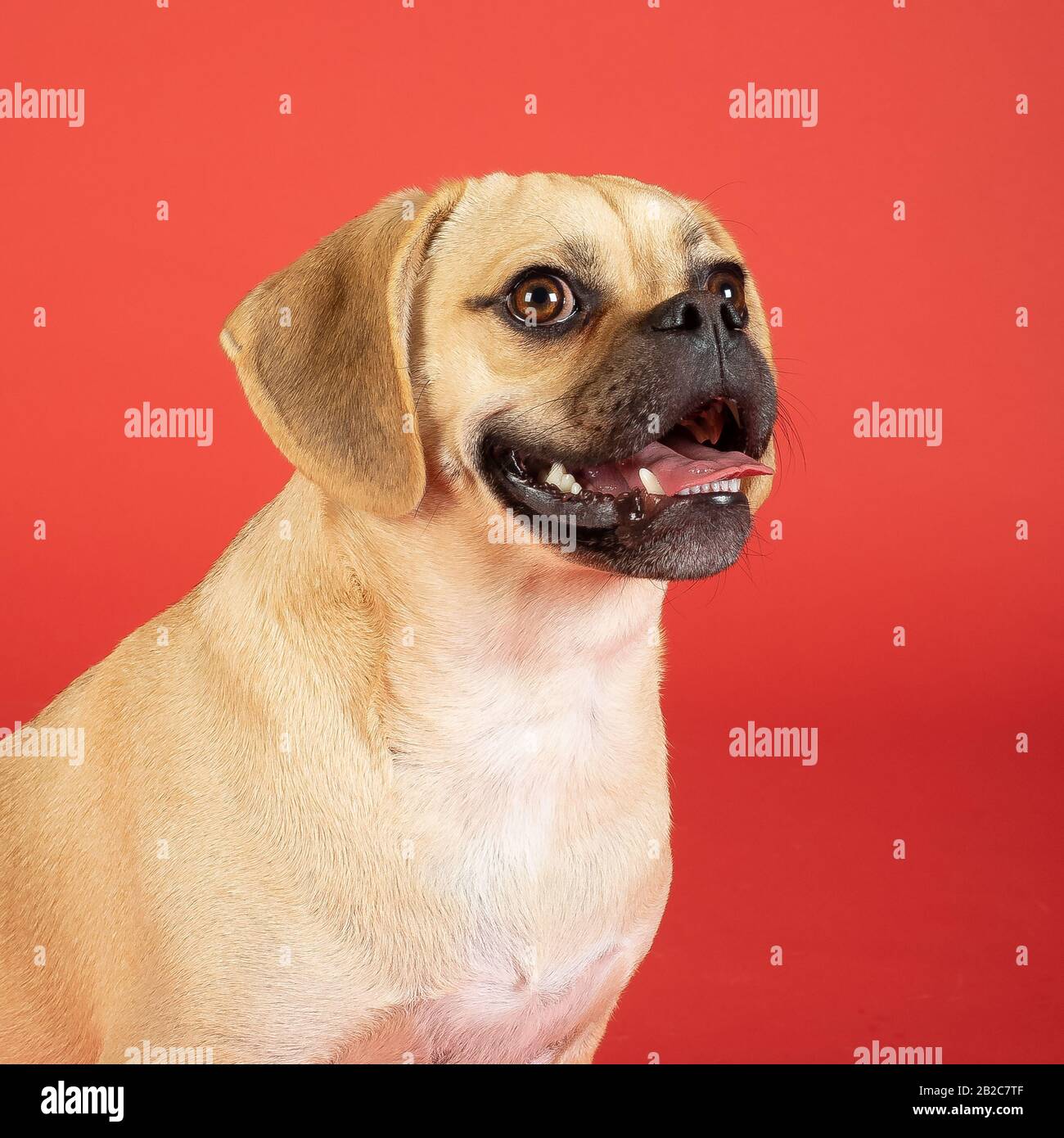 Ritratto di giovane adorabile pudugle felice Foto Stock