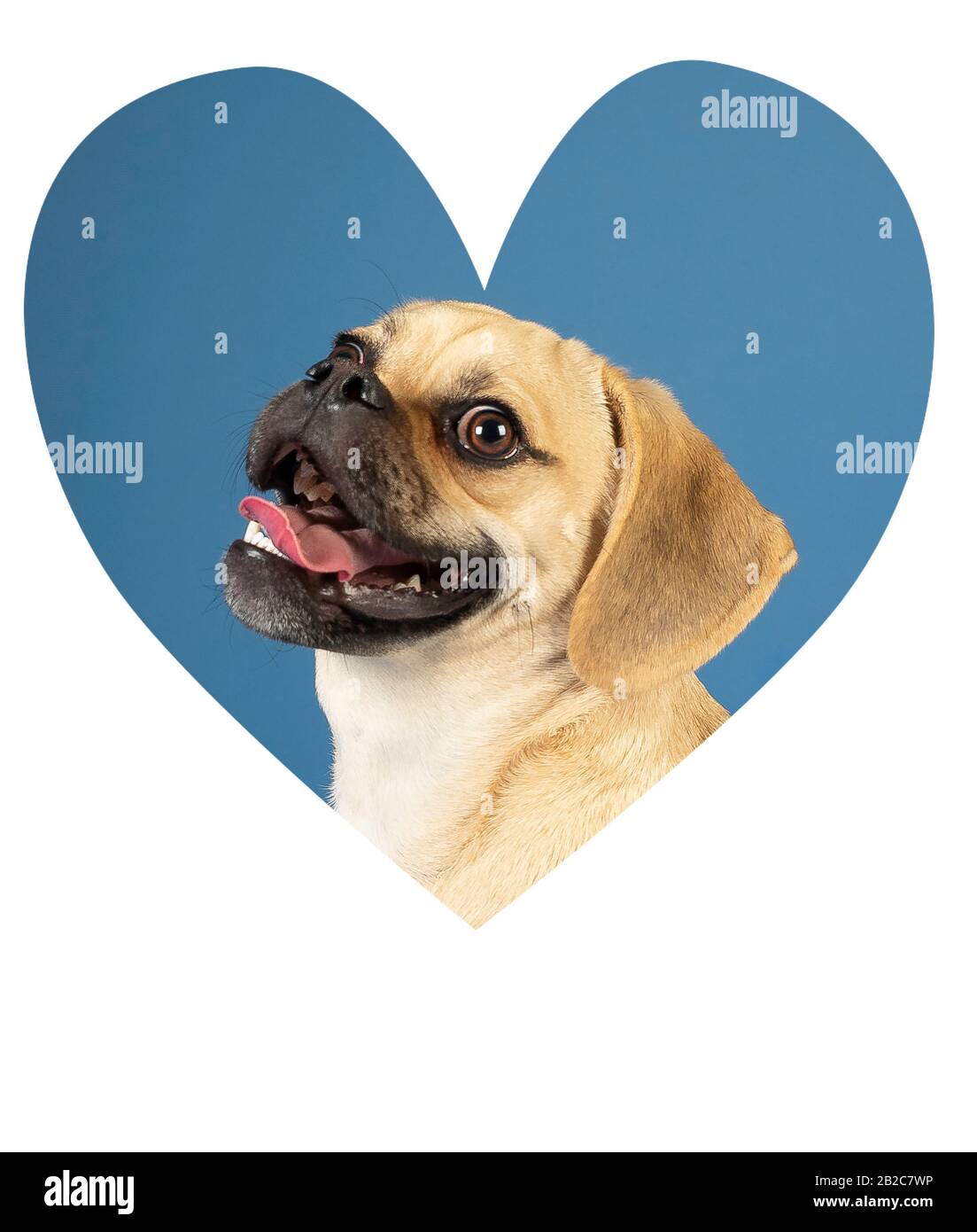 Ritratto di giovane adorabile pudugle felice Foto Stock