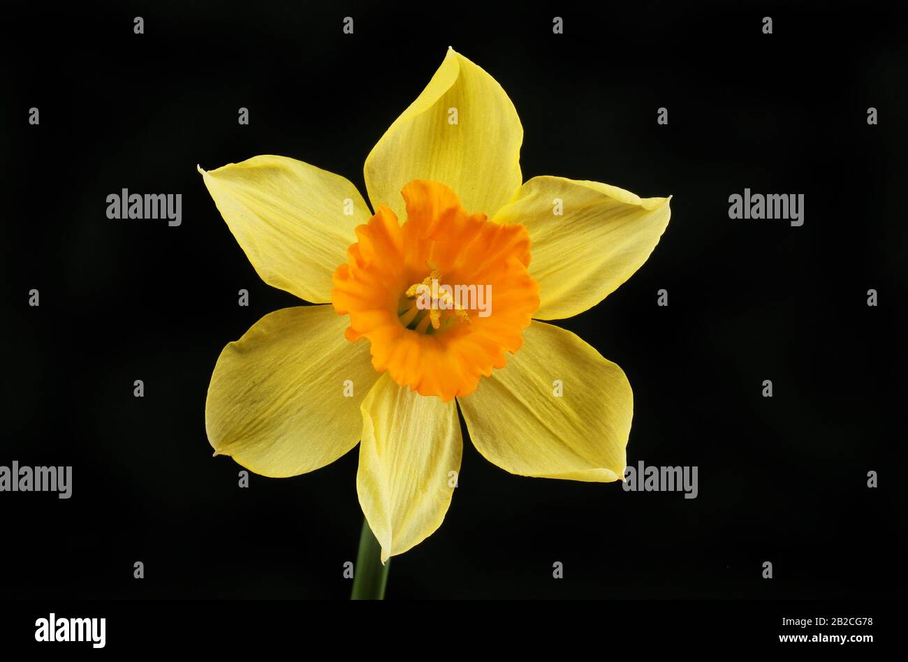 Daffodil giallo e arancione isolato contro il nero Foto Stock