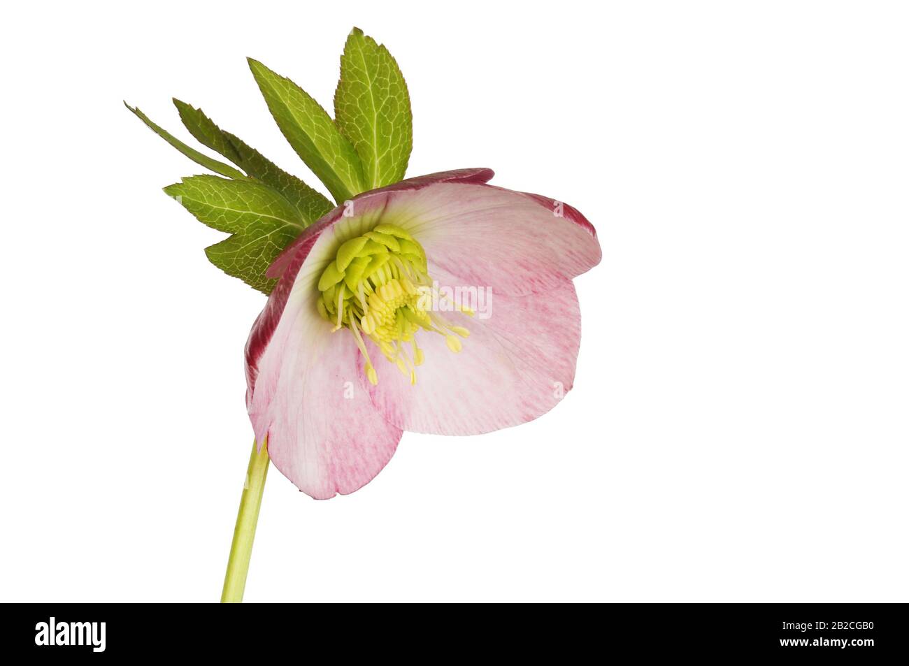 Fiore e fogliame rosa hellebore isolato contro bianco Foto Stock