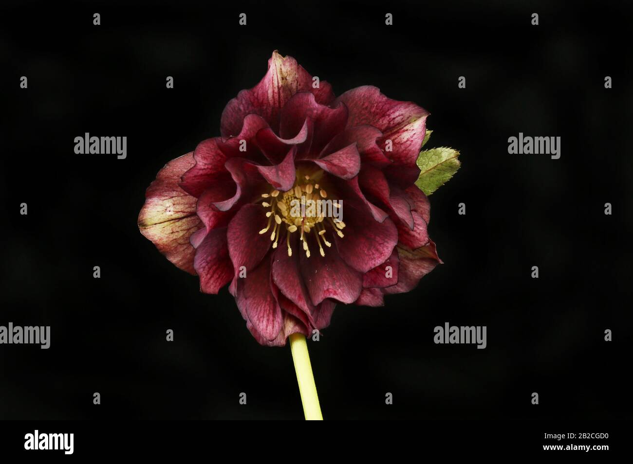 Dusky rosso hellebore fiore isolato contro nero Foto Stock