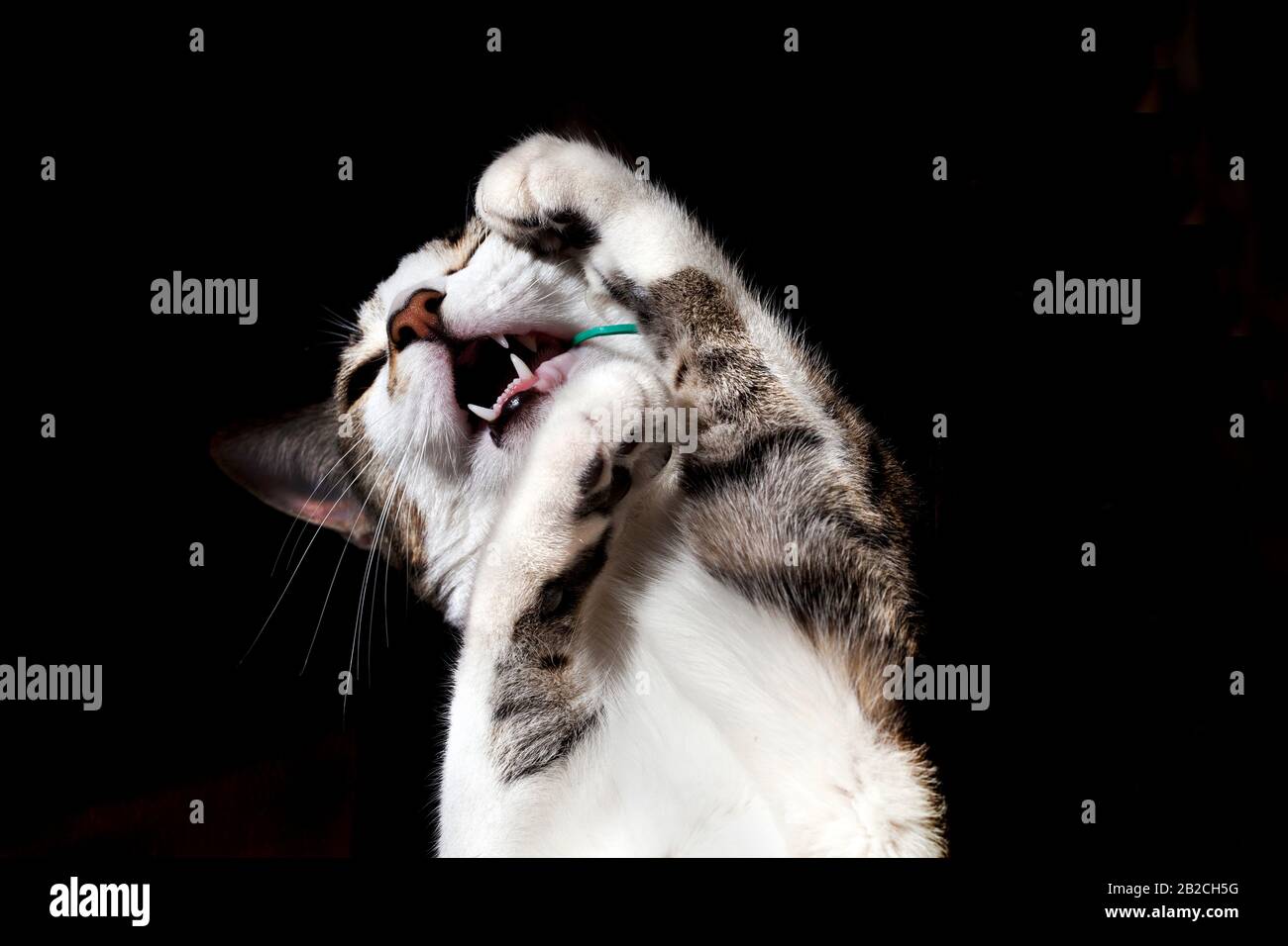 Giovane gatto femmina che gioca con un pezzo di corda. Foto Stock