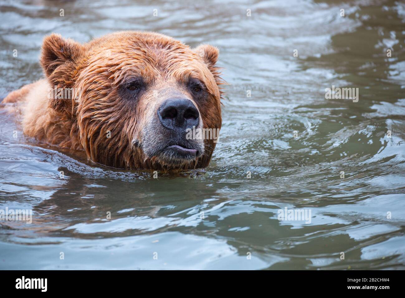 Grizzly orso giocare in acqua circondato da tronchi Foto Stock