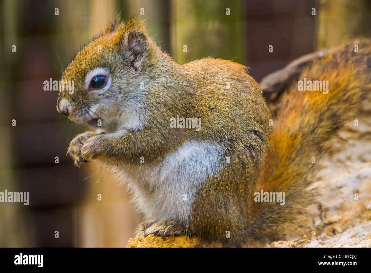 Carino closeup ritratto di uno scoiattolo rosso americano, popolare roditore tropicale specie dall'America Foto Stock