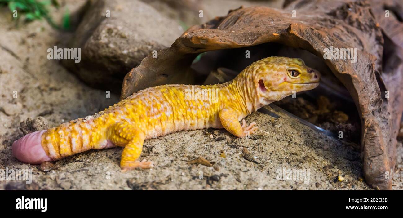 Bel ritratto di un gecko leopardo, Famosa specie tropicale di rettile dall'Asia Foto Stock