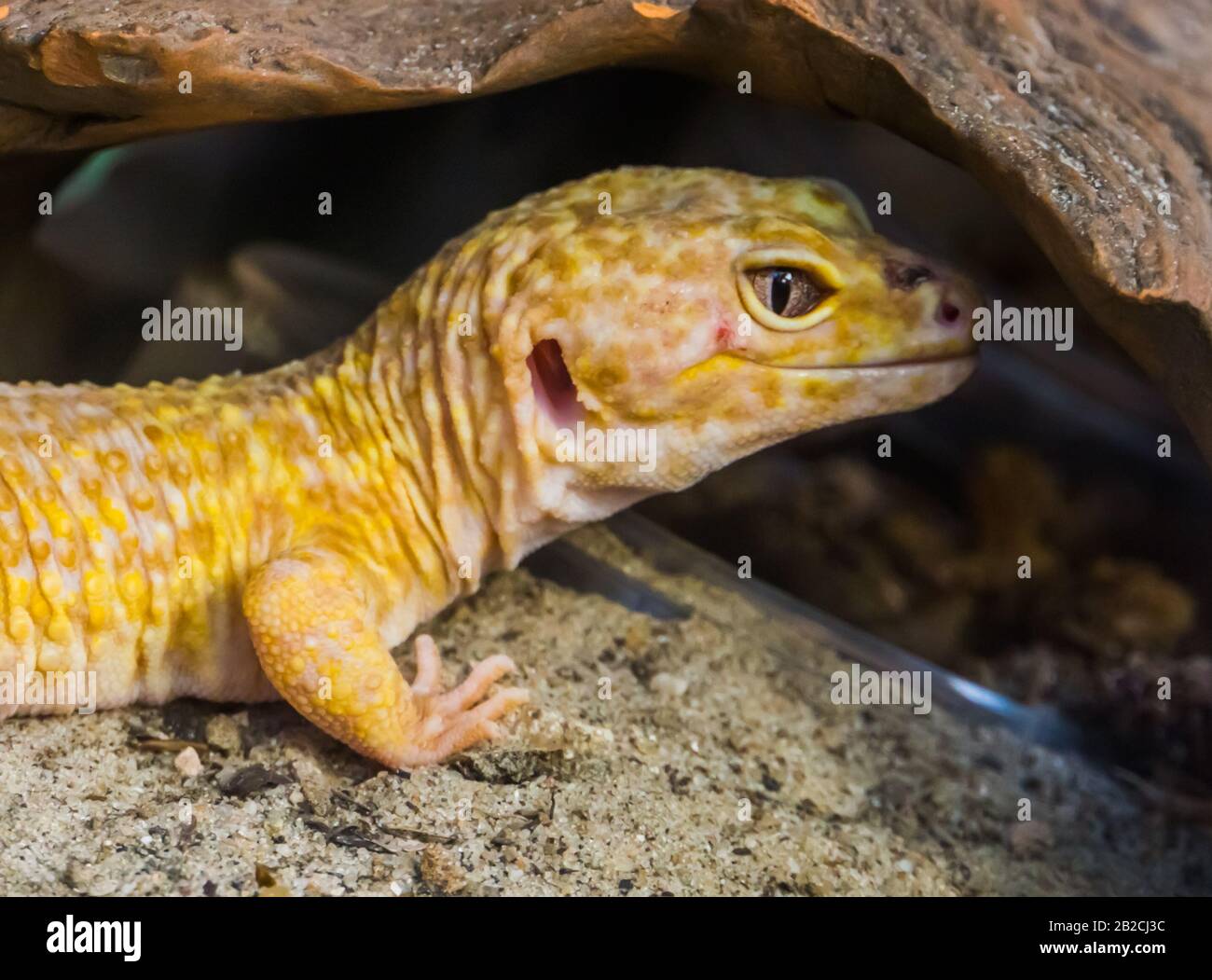 Gecko leopardo con la sua faccia in primo piano, Popolare specie tropicale di rettile dall'Asia Foto Stock