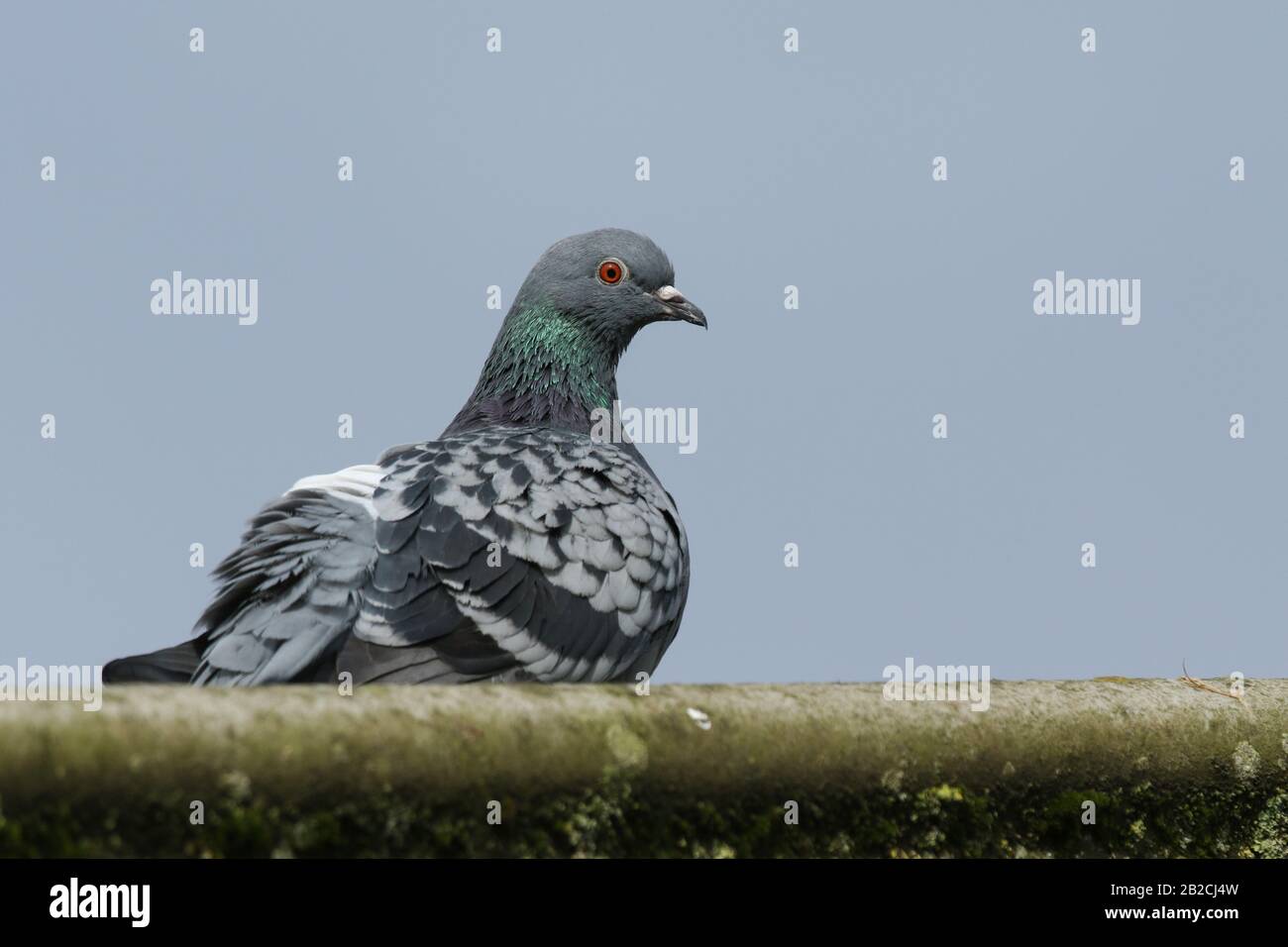 Un bel piccione Ferale, Columba livia, che si staglia su un tetto contro un cielo blu. Foto Stock