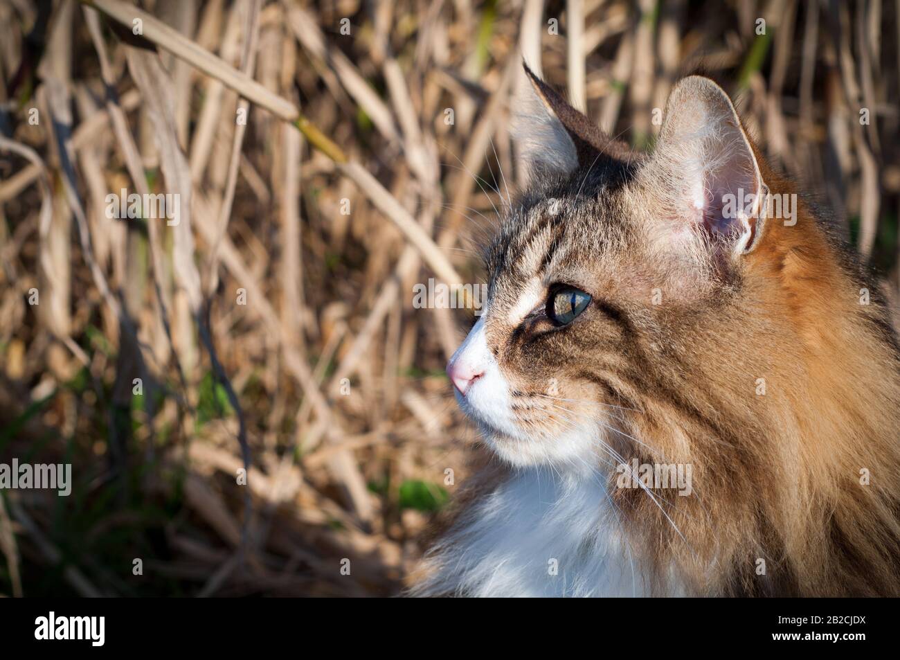 profilo ritratto di un gatto norvegese foresta all'aperto. Colori dorati. Giornata di sole Foto Stock