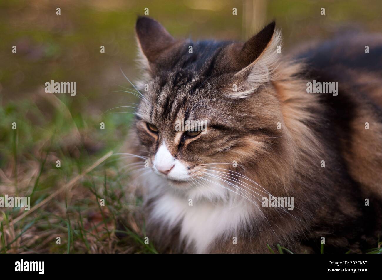 primo piano di un gatto volto all'aperto. norvegese foresta gatto ritratto Foto Stock