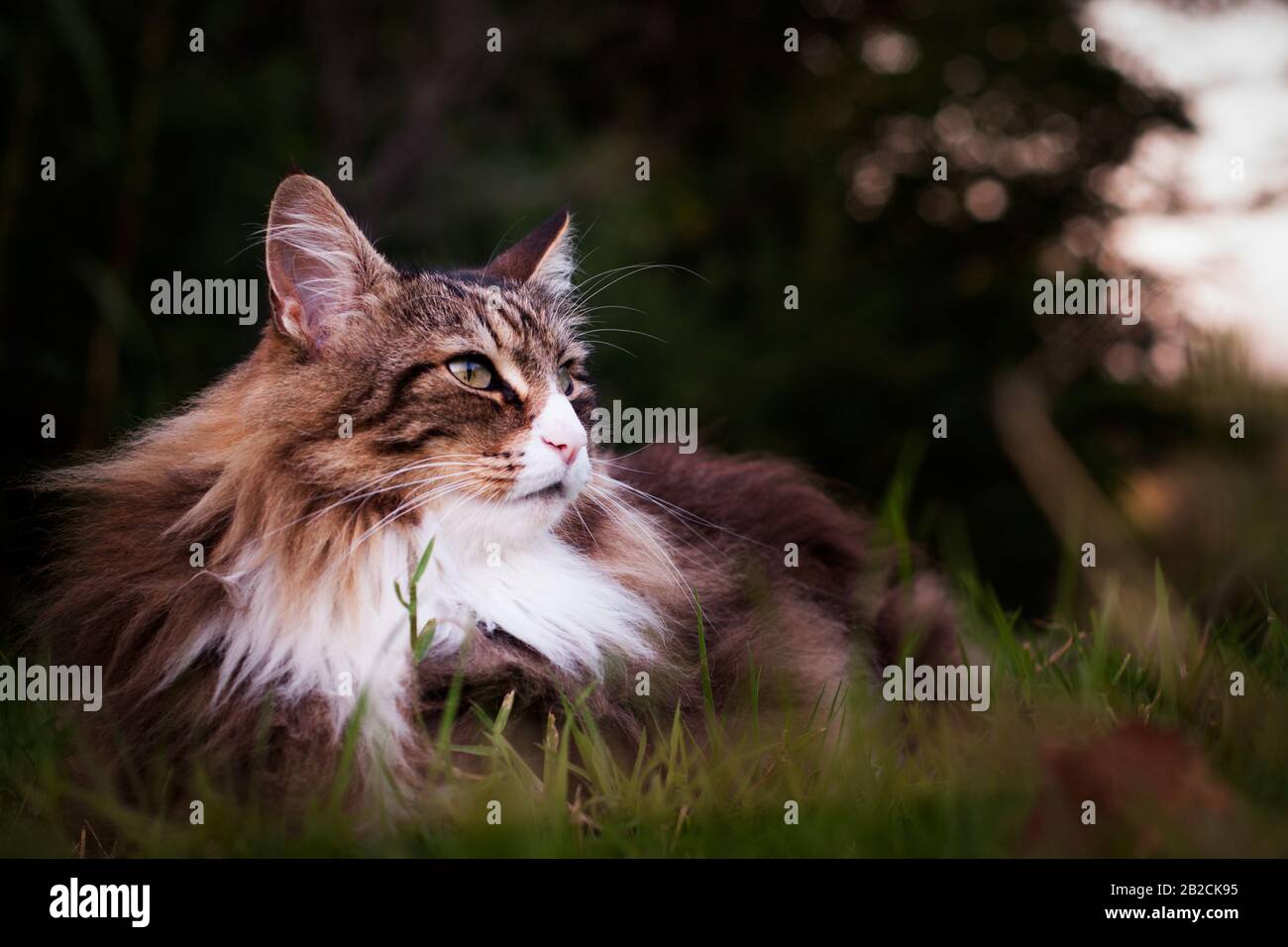 primo piano di un gatto norvegese foresta che si trova sull'erba outdoor.calm e rilassarsi Foto Stock