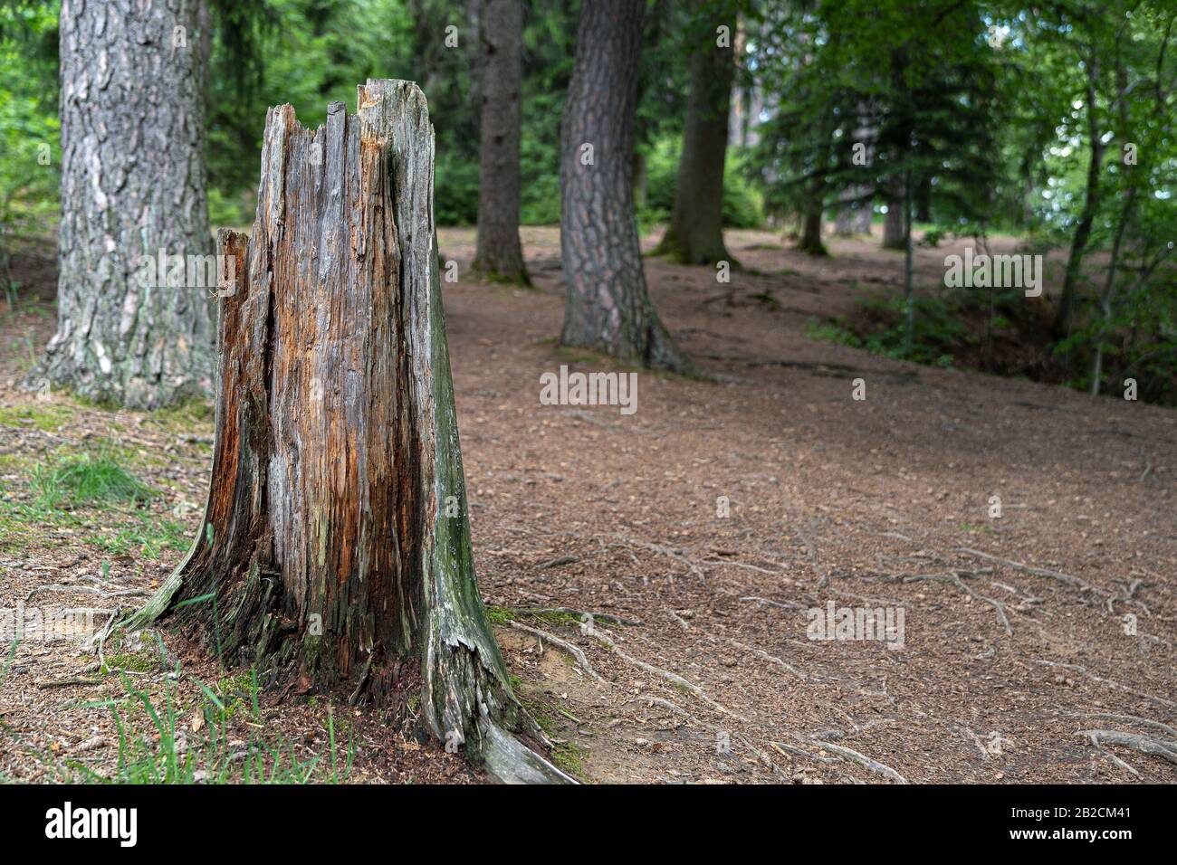 Vecchio albero rotto stump in una foresta Foto Stock