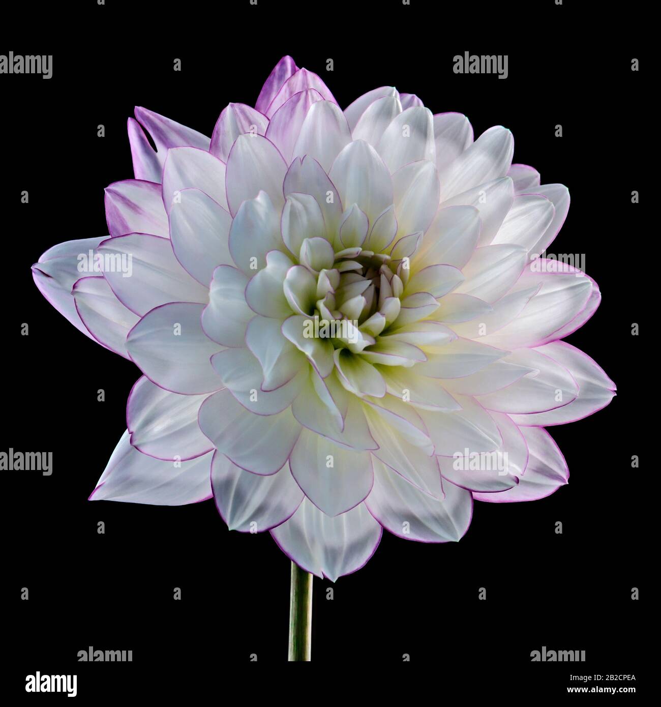 Bianco Dahlia fiore testa su sfondo bianco Foto Stock