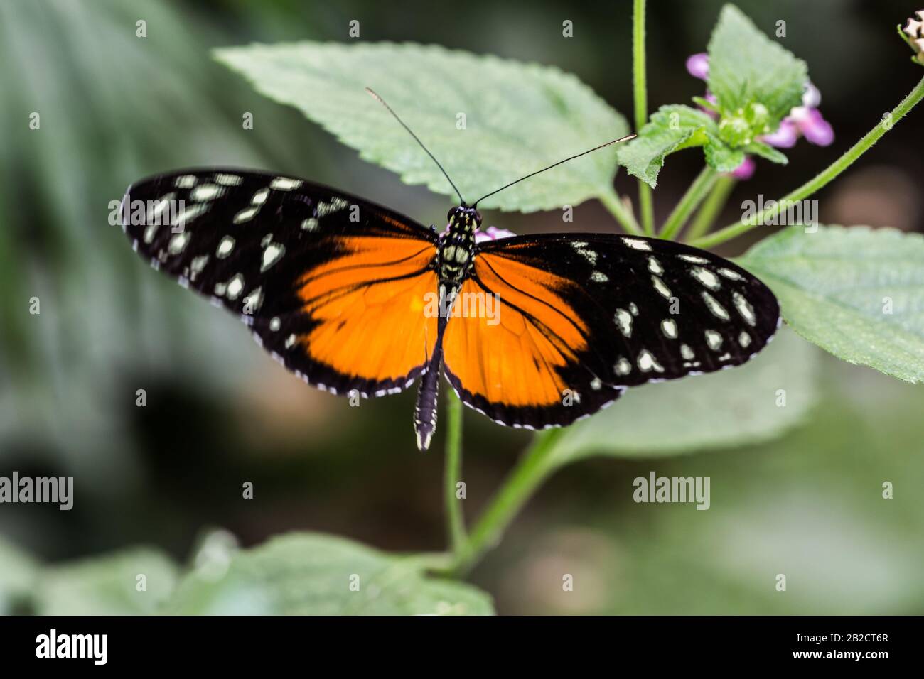 tropicale arancione nero tabby passione farfalla Foto Stock