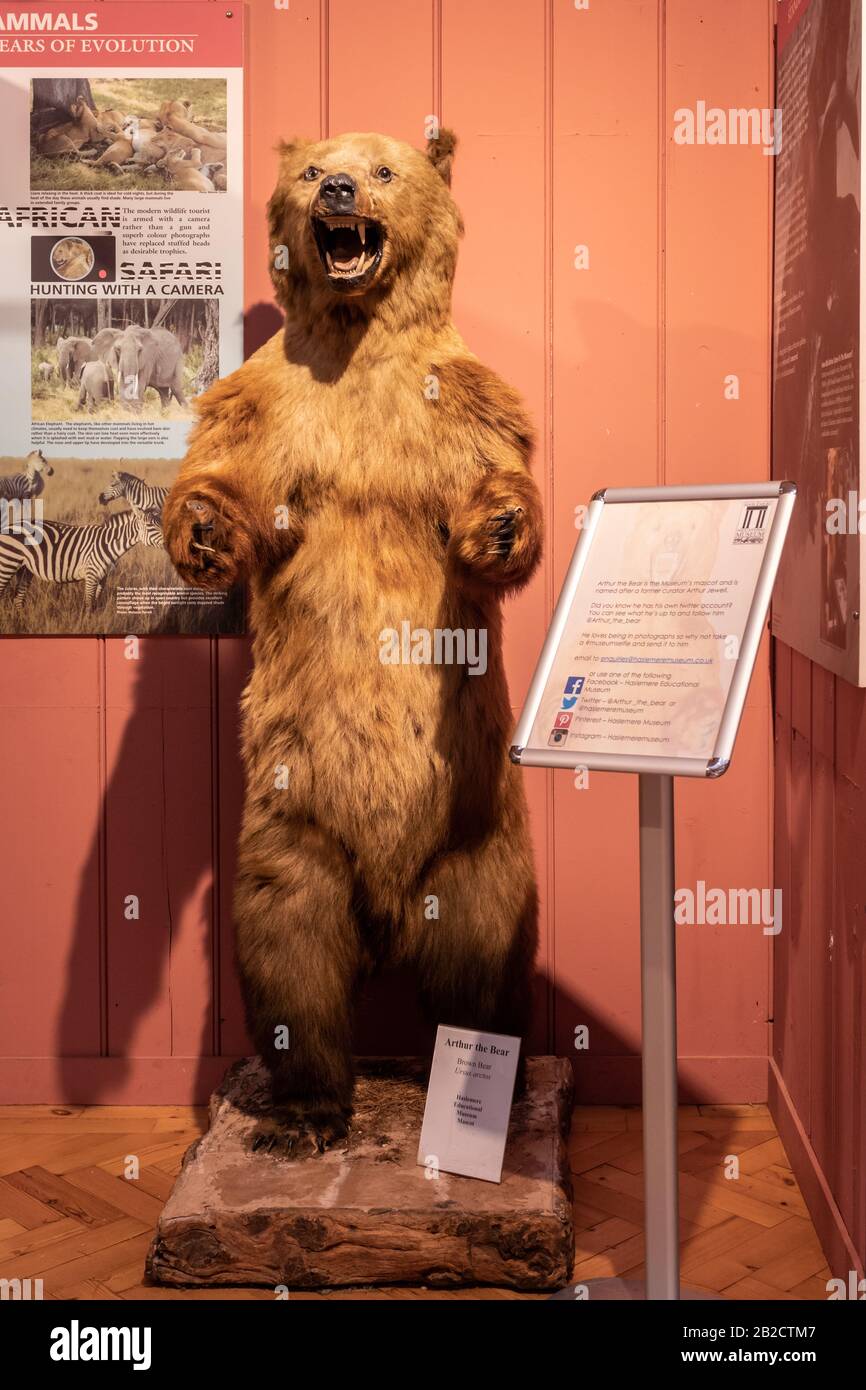 Mascotte marrone orso al Haslemere Educational Museum, Surrey, Regno Unito Foto Stock