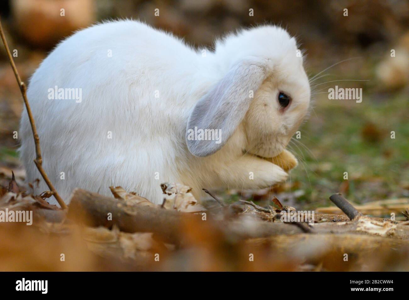 Un coniglio bianco di lop olandese si trova su un terreno. Foto Stock