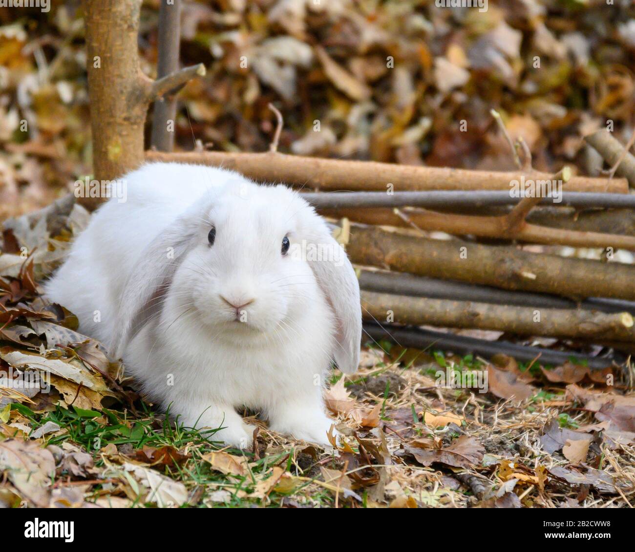 Un coniglio bianco di lop olandese si trova su un terreno. Foto Stock