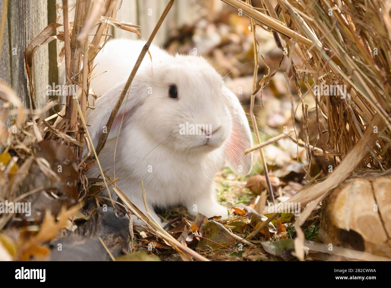 Un coniglio bianco di lop olandese si trova su un terreno. Foto Stock