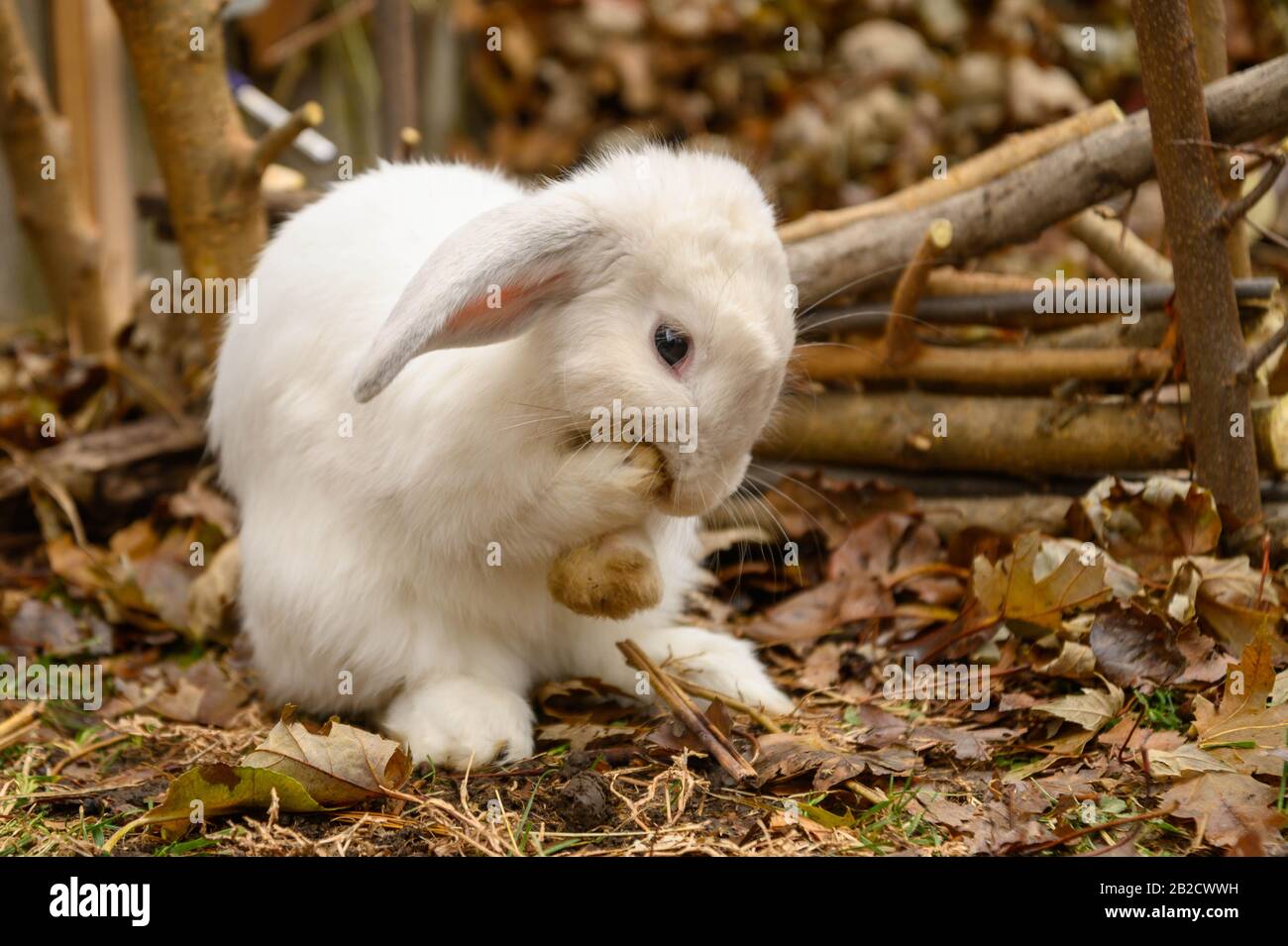 Un coniglio bianco di lop olandese si trova su un terreno. Foto Stock