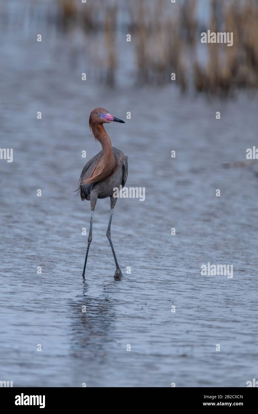 Un adulto di allevamento morfo rosso scuro Egret (Egretta rufescens) guado nelle acque del Merritit Island National Wildlife Refuge, Florida, USA. Foto Stock