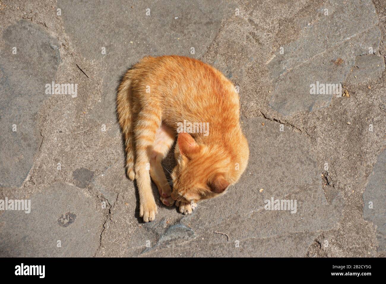 Direttamente sopra l'inquadratura di gatto giallo a terra Foto Stock