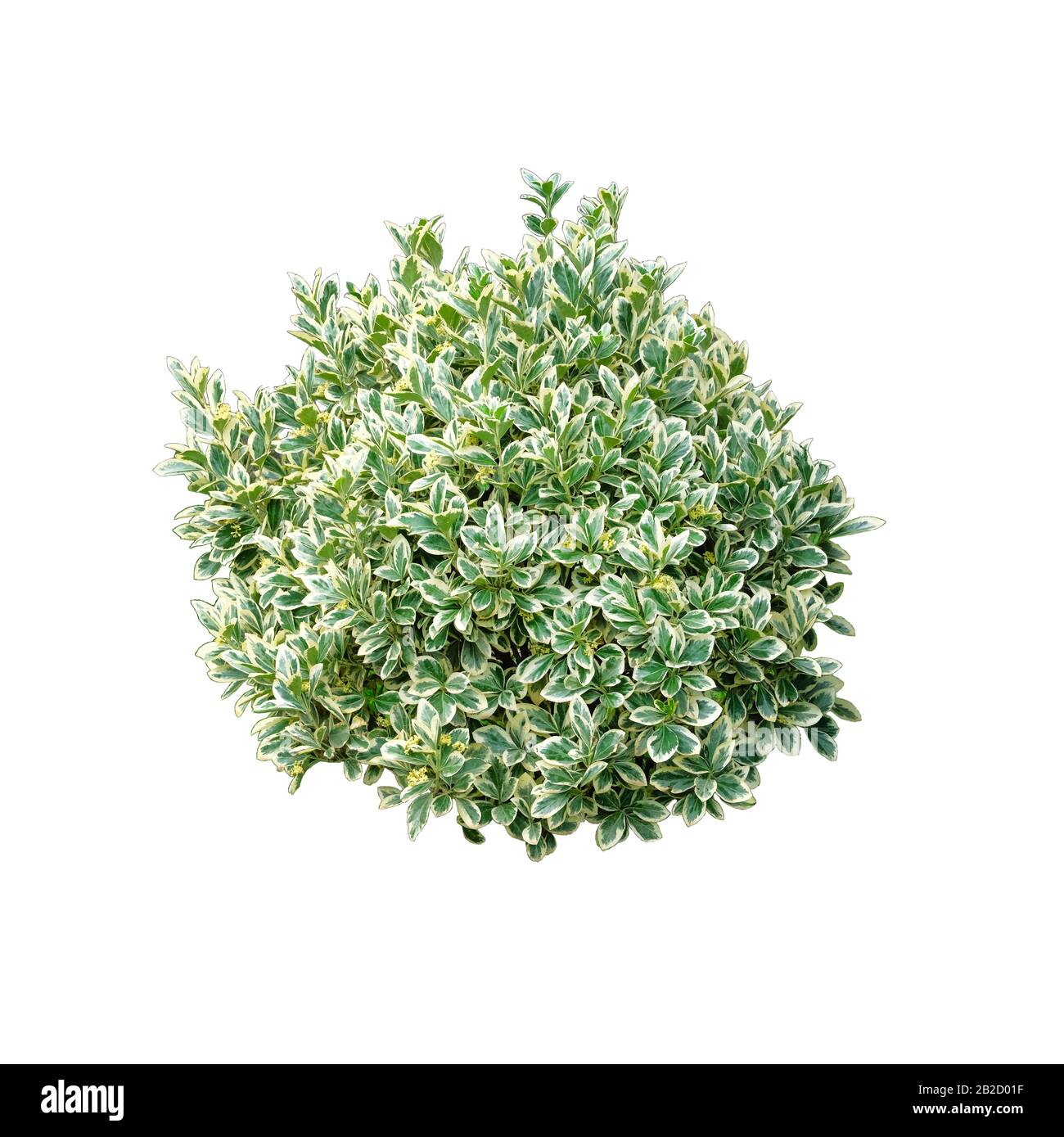 Cespuglio verde isolato su sfondo bianco. Boccola rotonda ornamentale. Foto Stock