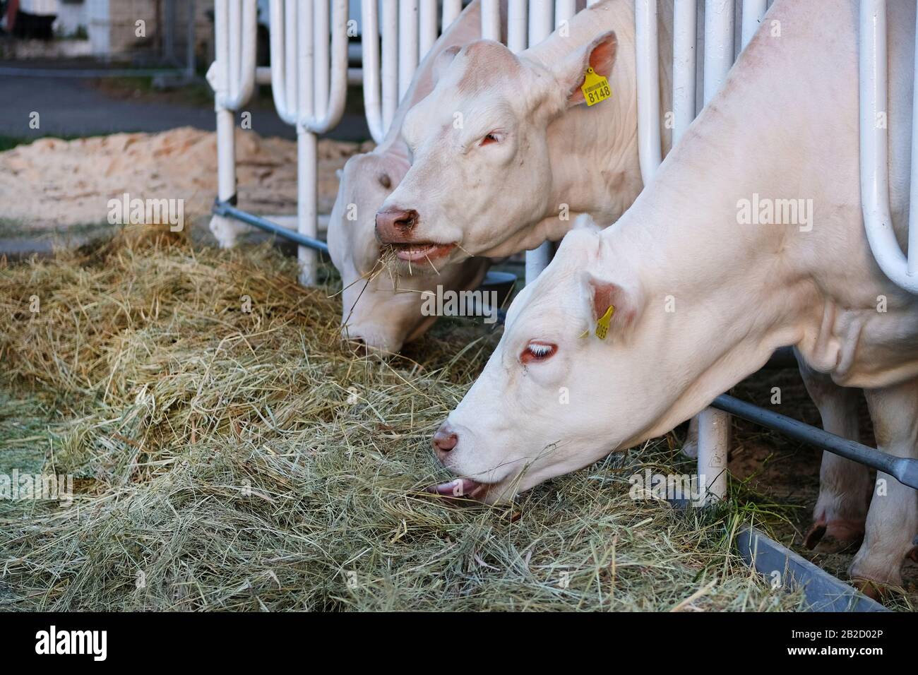 Mucche bianche che mangiano il fieno di lucerna in fattoria. Alimentazione in caseificio animale. Foto Stock