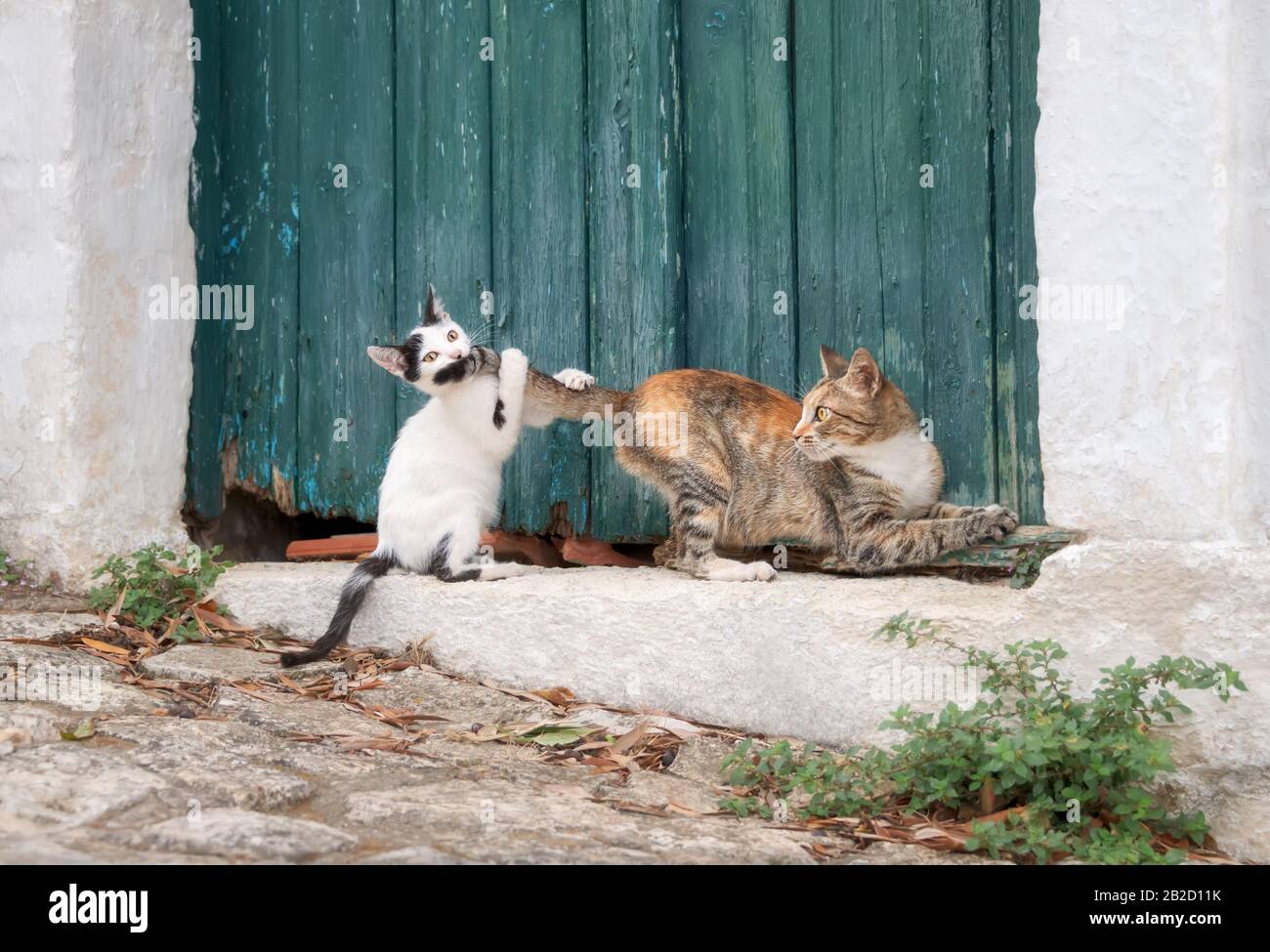 Divertente gatto cucciolo gioca e insegue la coda della sua madre di fronte a una vecchia porta di legno verde in un vicolo greco, Creta, Grecia Foto Stock