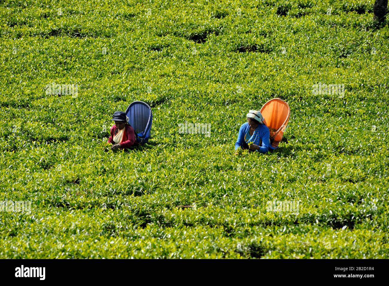 Sri Lanka, Nuwara Eliya, piantagione di tè, donne tamil che saccheggiare foglie di tè Foto Stock