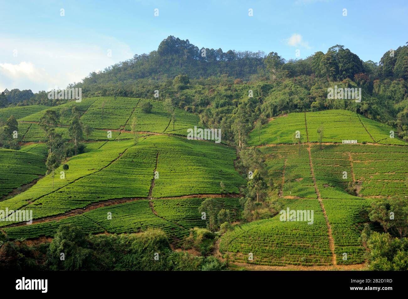 Sri Lanka, Nuwara Eliya, le piantagioni di tè Foto Stock