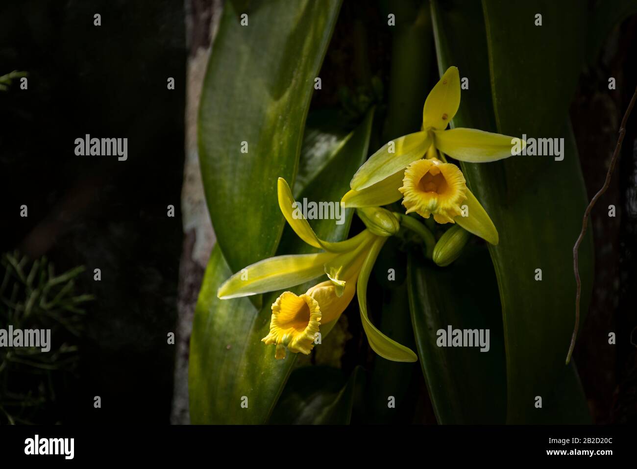 Giallo Vanilla planifolia orchidea fiore Foto Stock