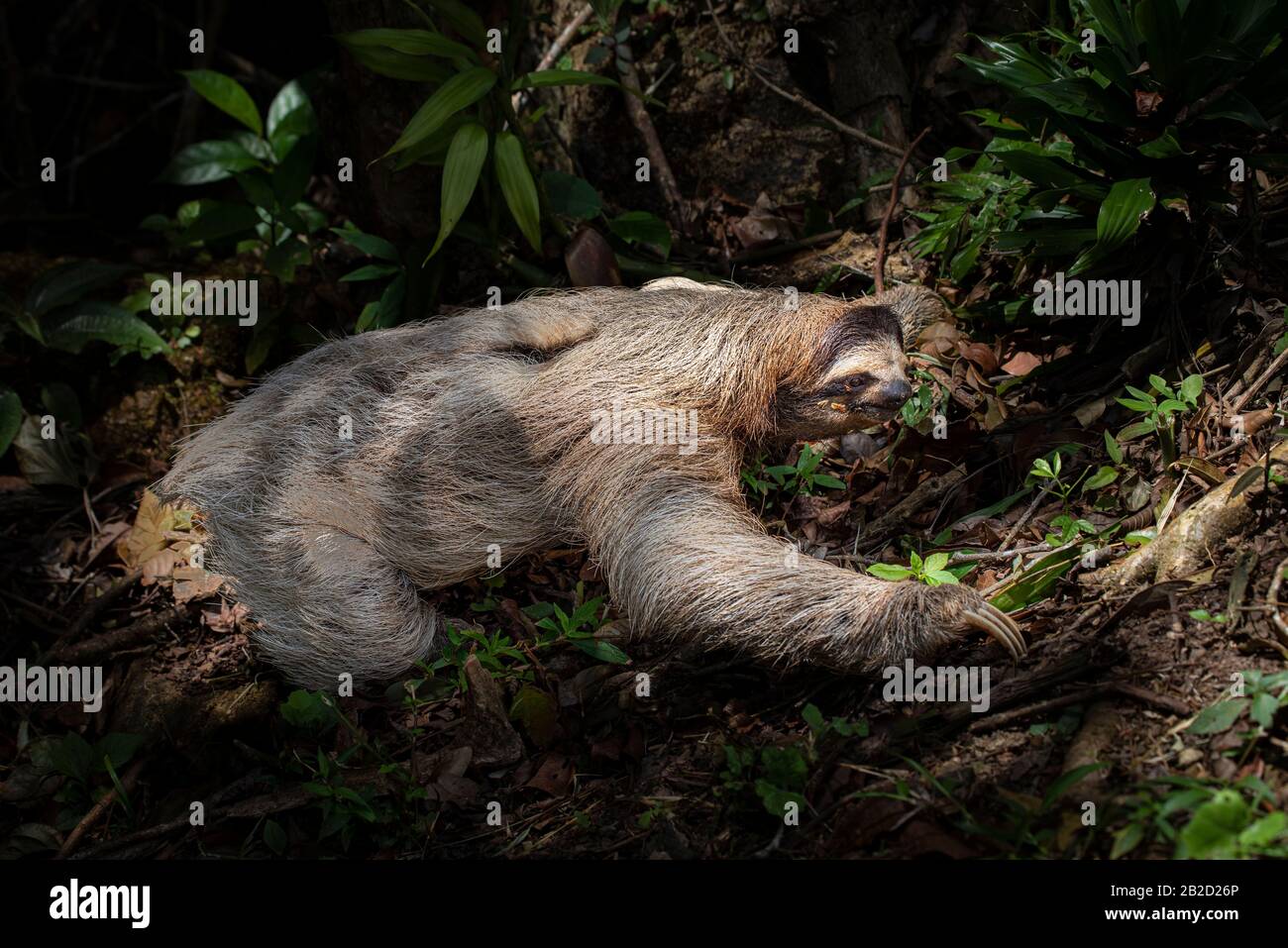 Bruna-throtated tre-toed sloth giovane uno che striscia sul pavimento della foresta Foto Stock
