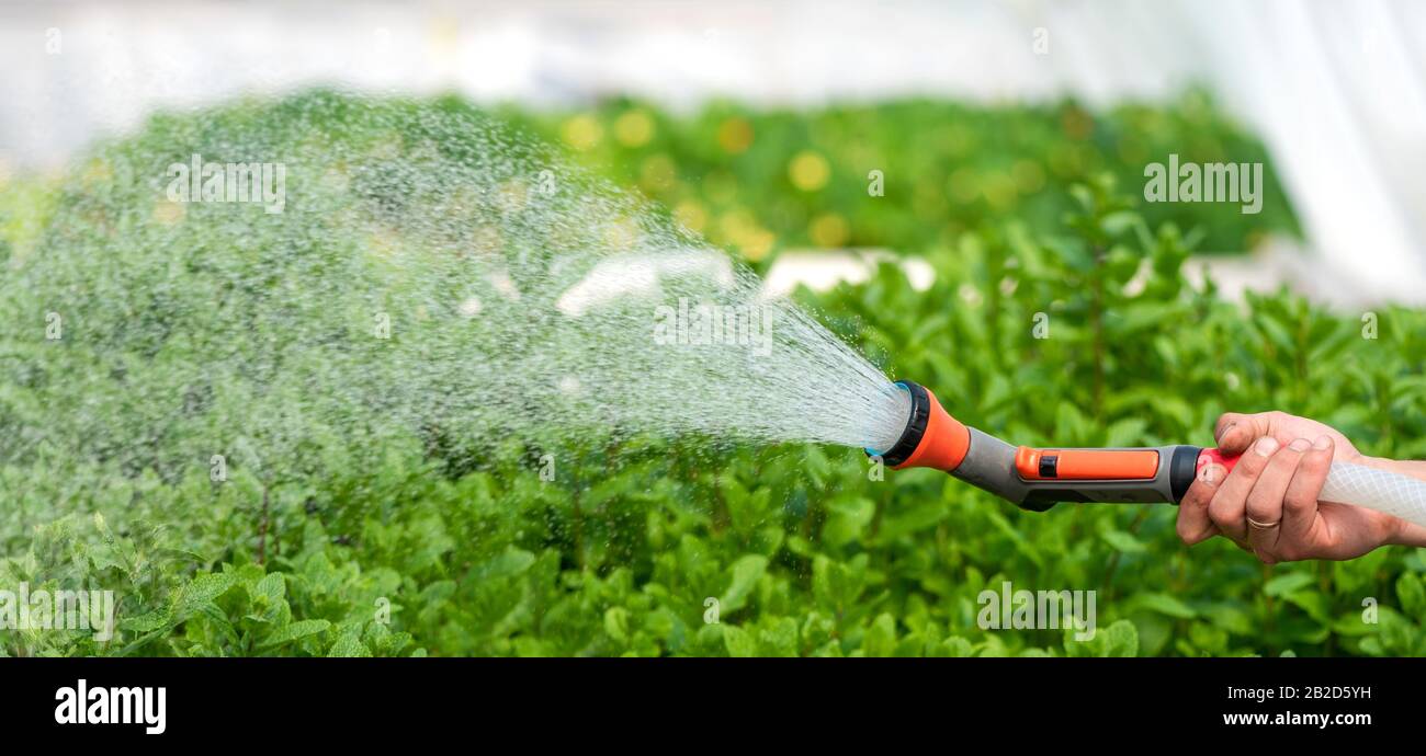 Irrigazione di piante differenti nella serra giardino Foto Stock