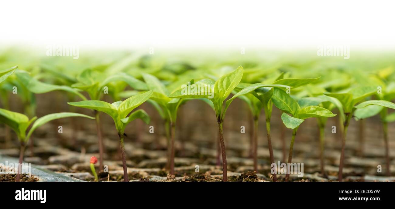 Piccoli giovani pianta che crescono nel giardino della serra. Prodotto biologico naturale fresco Foto Stock