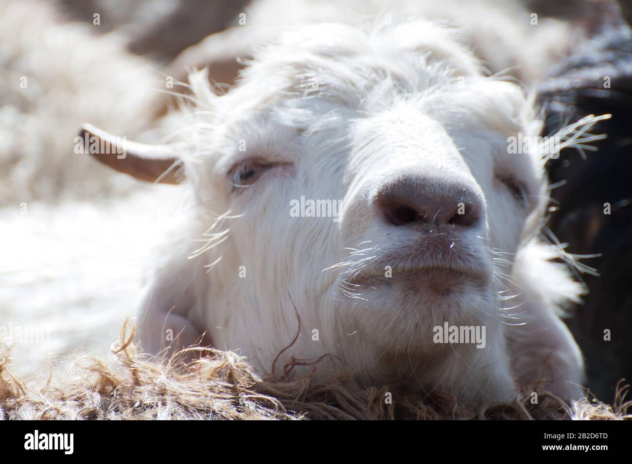 Bianco (Kashmir) pashmina capra da indiano highland farm in Ladakh Foto Stock