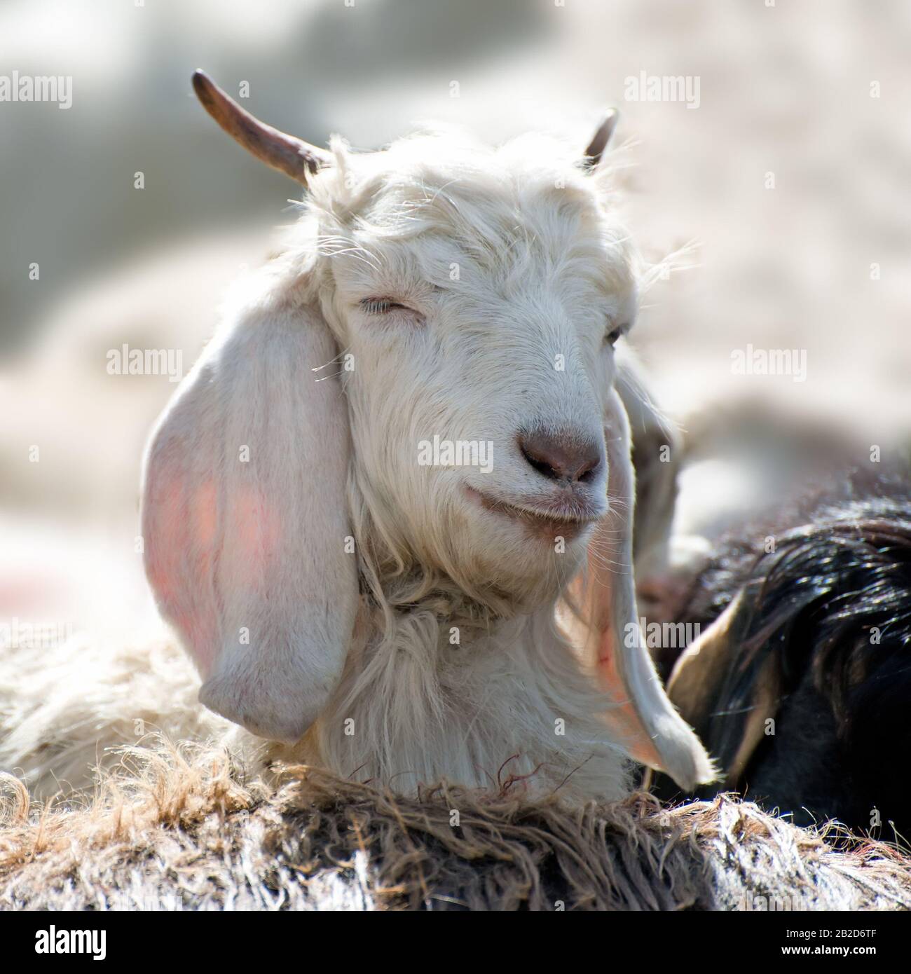 Bianco (Kashmir) pashmina capra da indiano highland farm in Ladakh Foto Stock