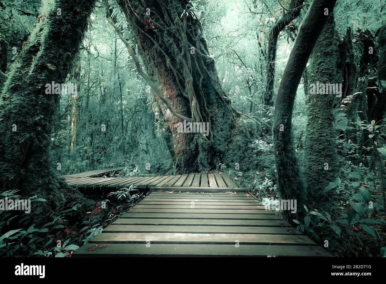 Misterioso paesaggio della foresta di nebbia con ponte di legno viene eseguito attraverso la fitta chioma. Bellezza surreale di alberi esotici, canneto di arbusti al tropical jung Foto Stock