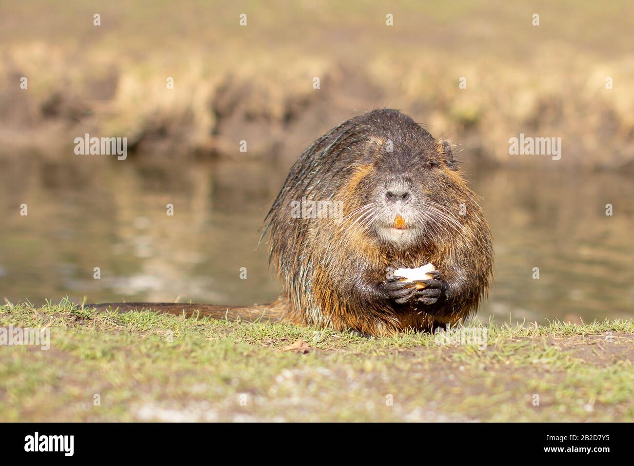 Nutria, Myocastor coypus o rat fiume selvaggio vicino al fiume Foto Stock