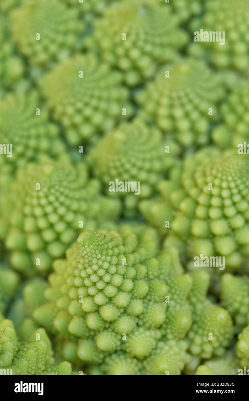 Primo piano dei frattali naturali del romanesco broccoli (noto anche come cavolfiore romano, Broccolo Romanesco, cavolfiore romanico o semplicemente Romanesco). Foto Stock