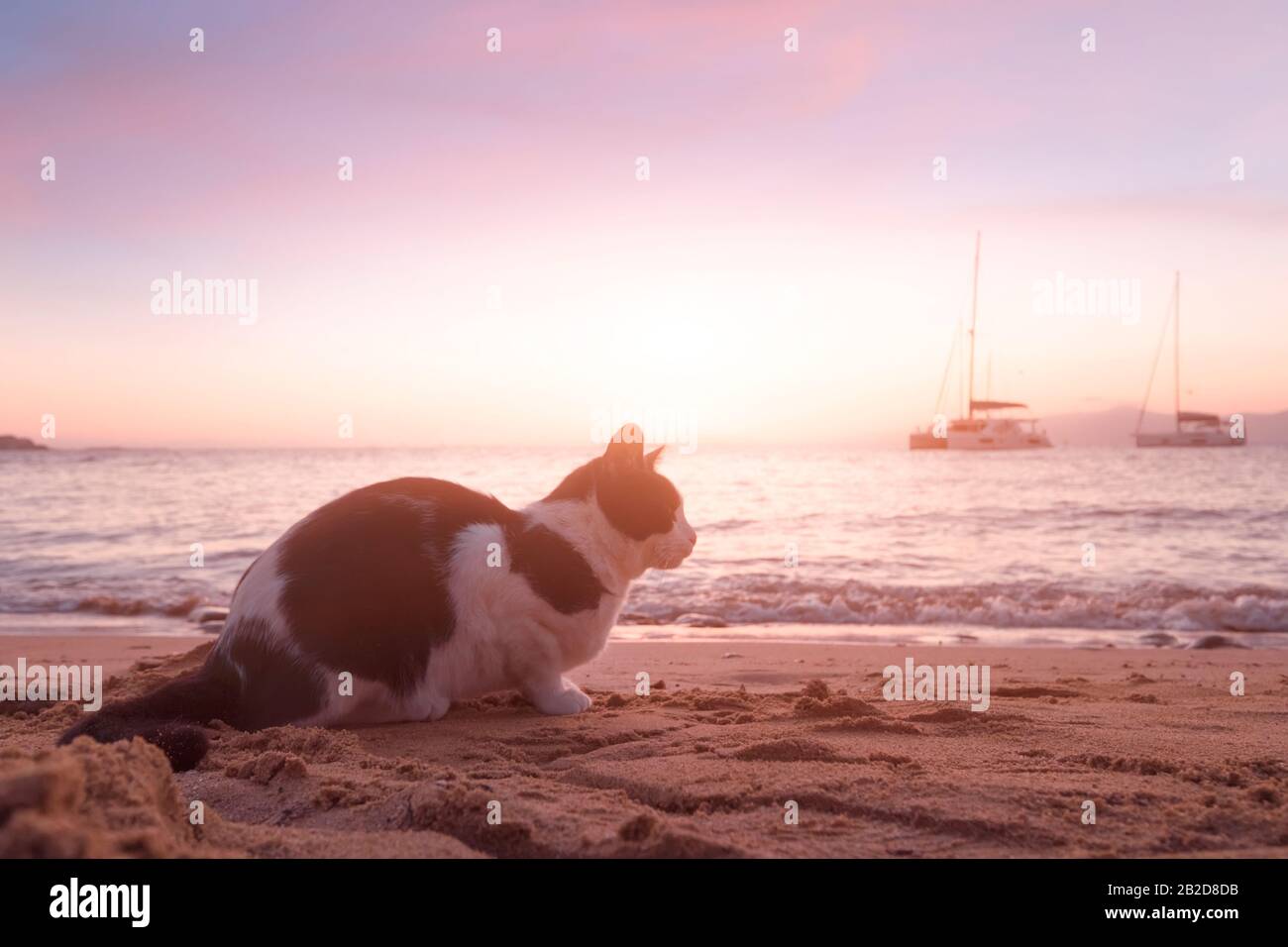 Gatto carino seduto sulla spiaggia di sabbia al tramonto. Barche galleggianti acque calme del Mar Egeo. Splendida Isola Di Mykonos, Grecia Foto Stock