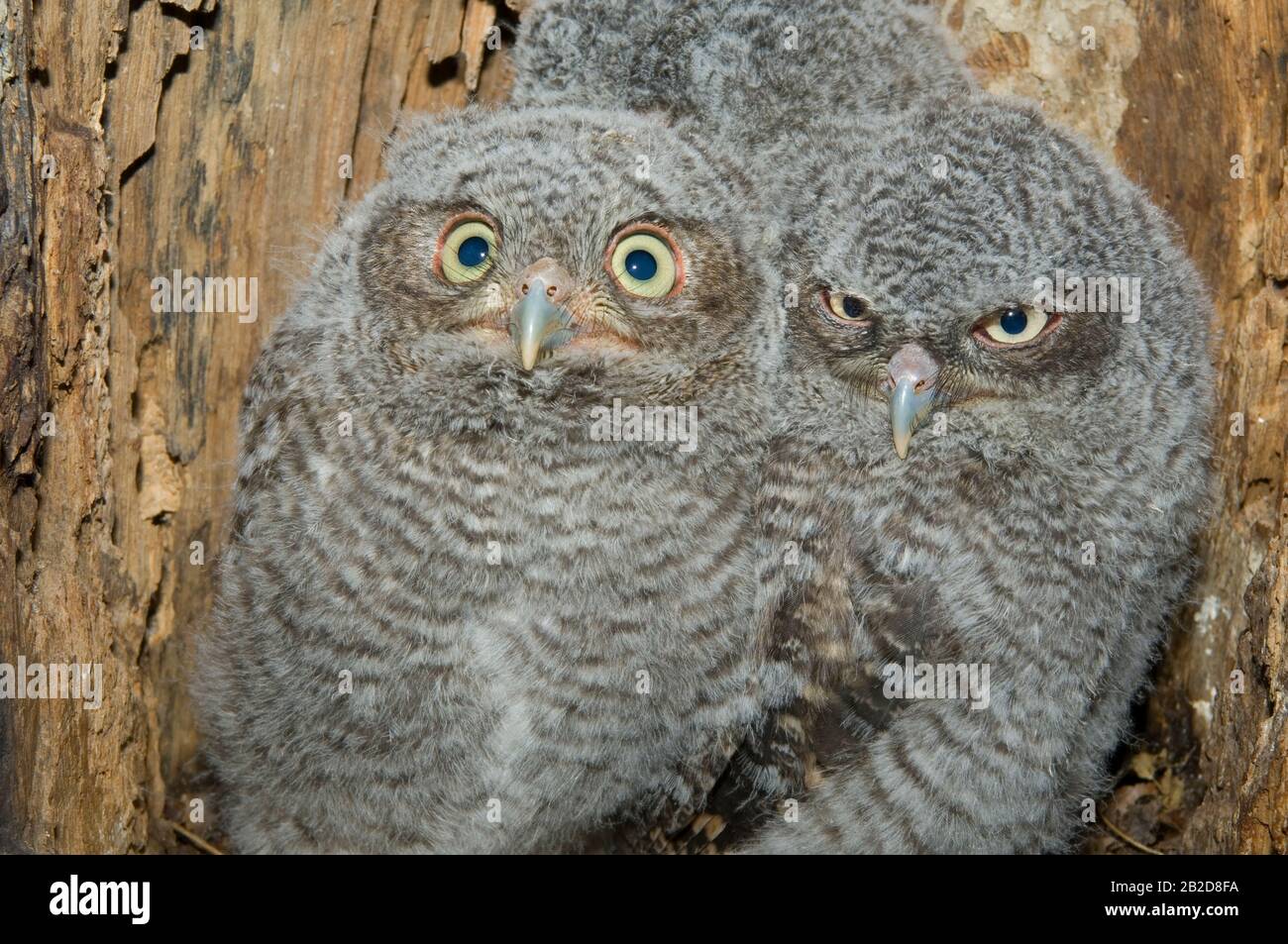 Eastern Screech Owl neonati, owlets (Otus asio) all'interno della cavità dell'albero, Nest, e USA, di Bill Lea/Dembinsky Photo Assoc Foto Stock