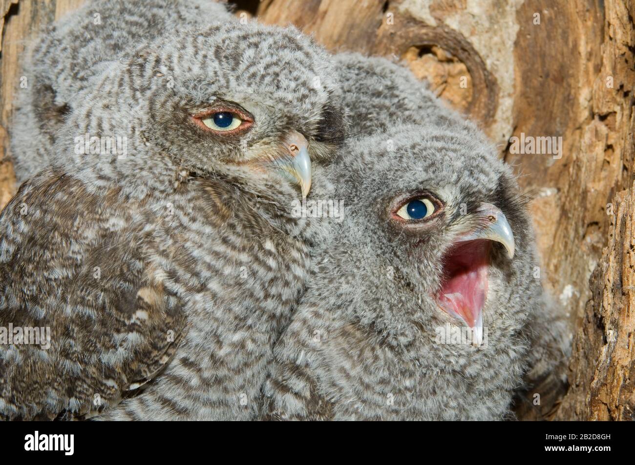 Eastern Screech Owl neonati, owlets (Otus asio) all'interno della cavità dell'albero, Nest, e USA, di Bill Lea/Dembinsky Photo Assoc Foto Stock