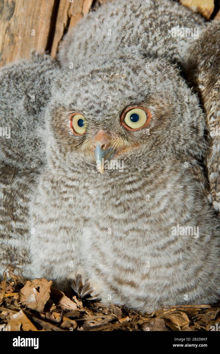 Eastern Screech Owl neonati, owlets (Otus asio) all'interno della cavità dell'albero, Nest, e USA, di Bill Lea/Dembinsky Photo Assoc Foto Stock